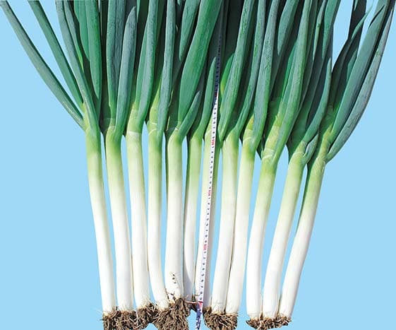 Power Seed Xingshang · Scallion