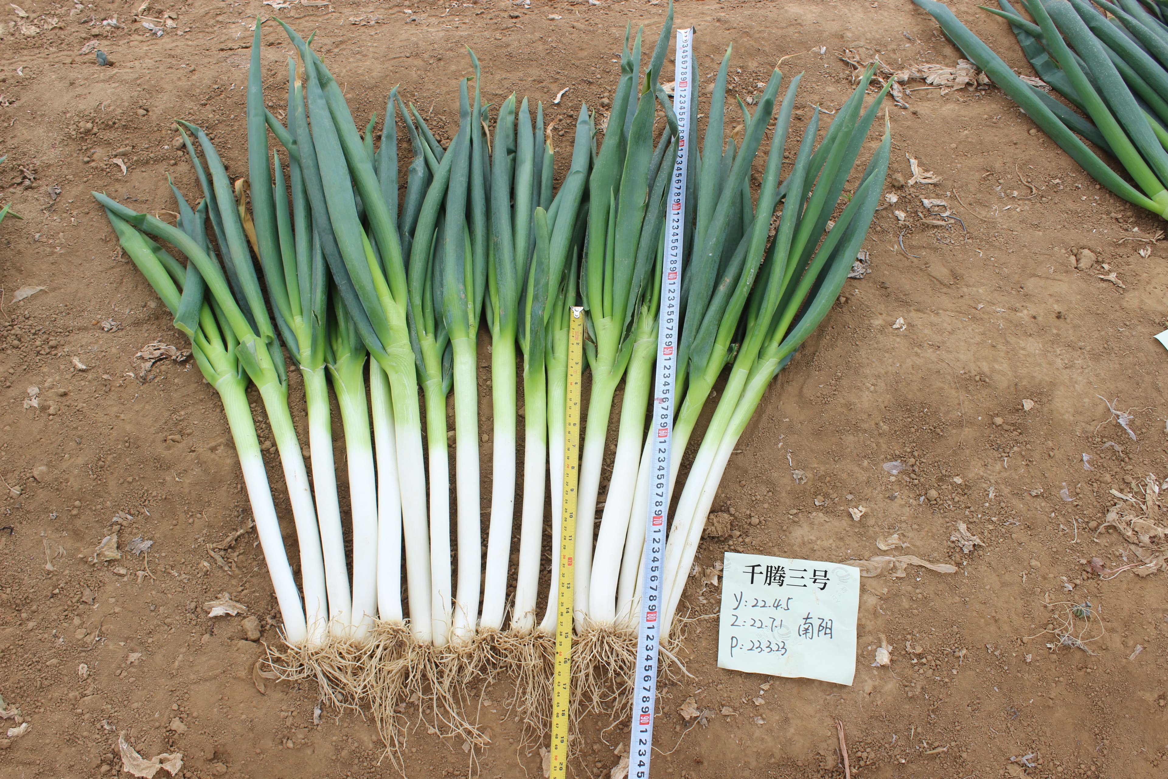 Qianteng No. 3 · Scallion
