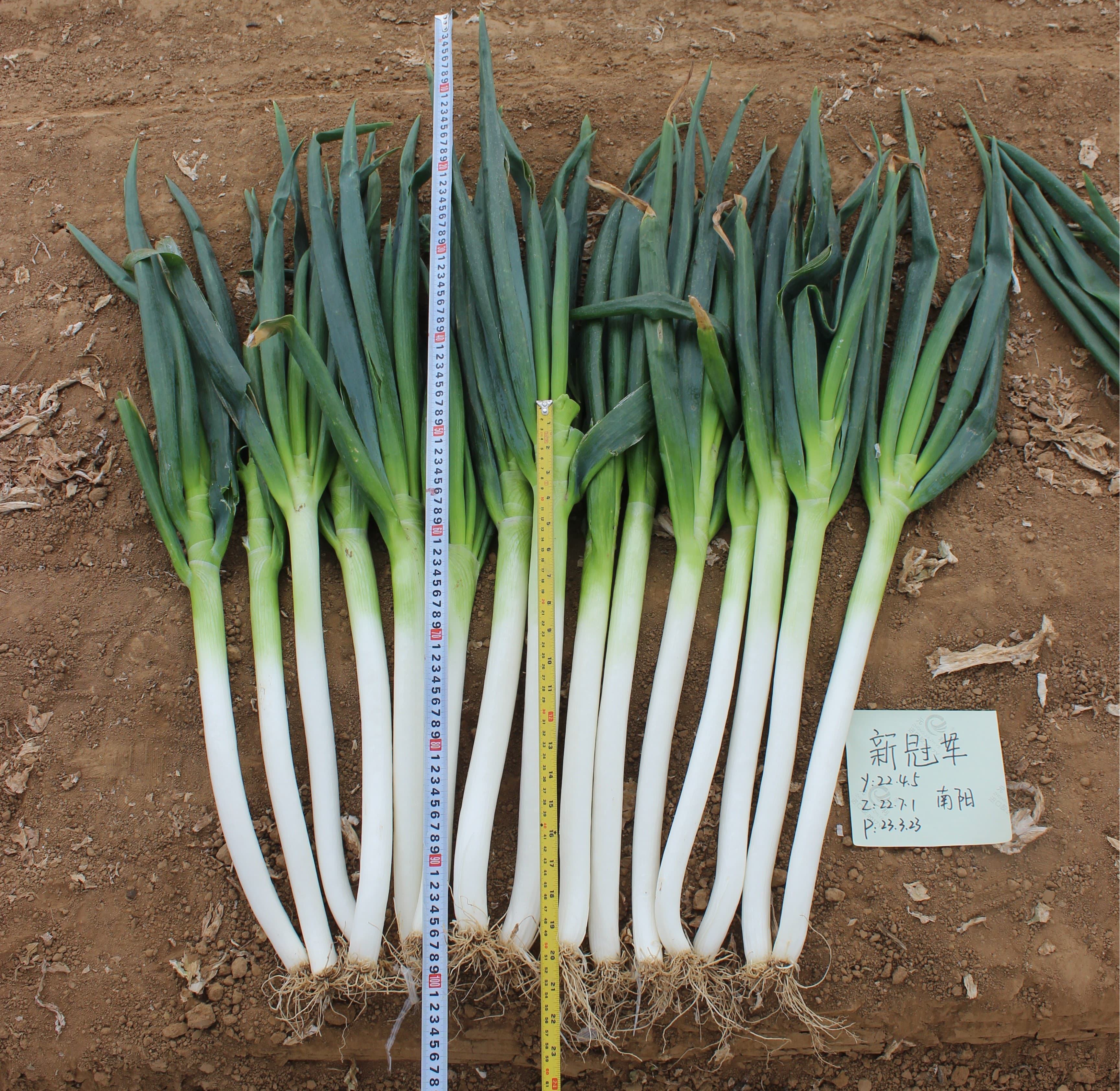 Xin Guanjun · Scallion