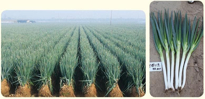Yudu · Scallion