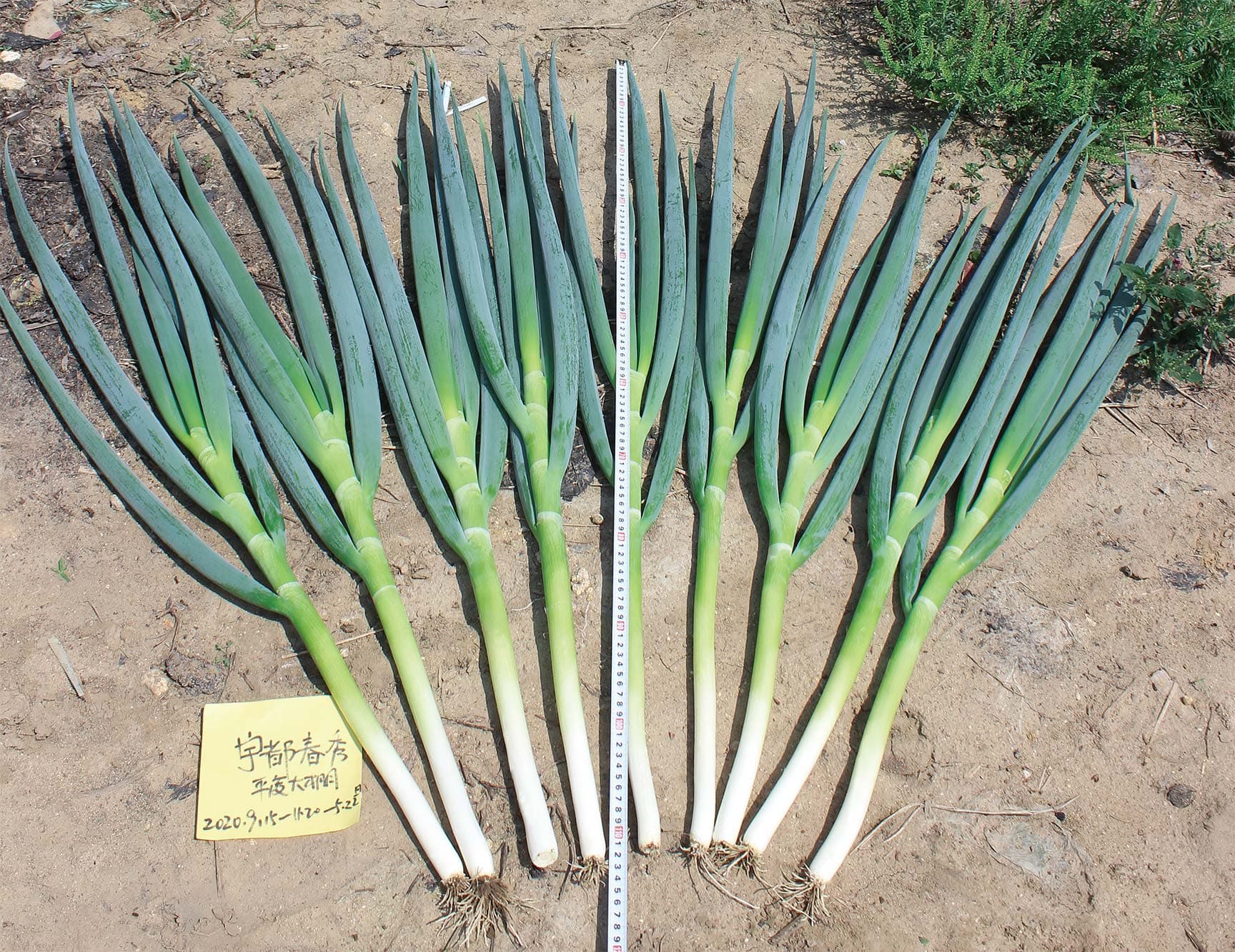 Yudu Chunxiu · Scallion