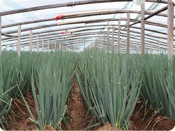 Yudu Late-Bolt · Scallion