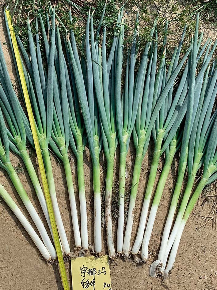 Yudu No. 3 · Scallion