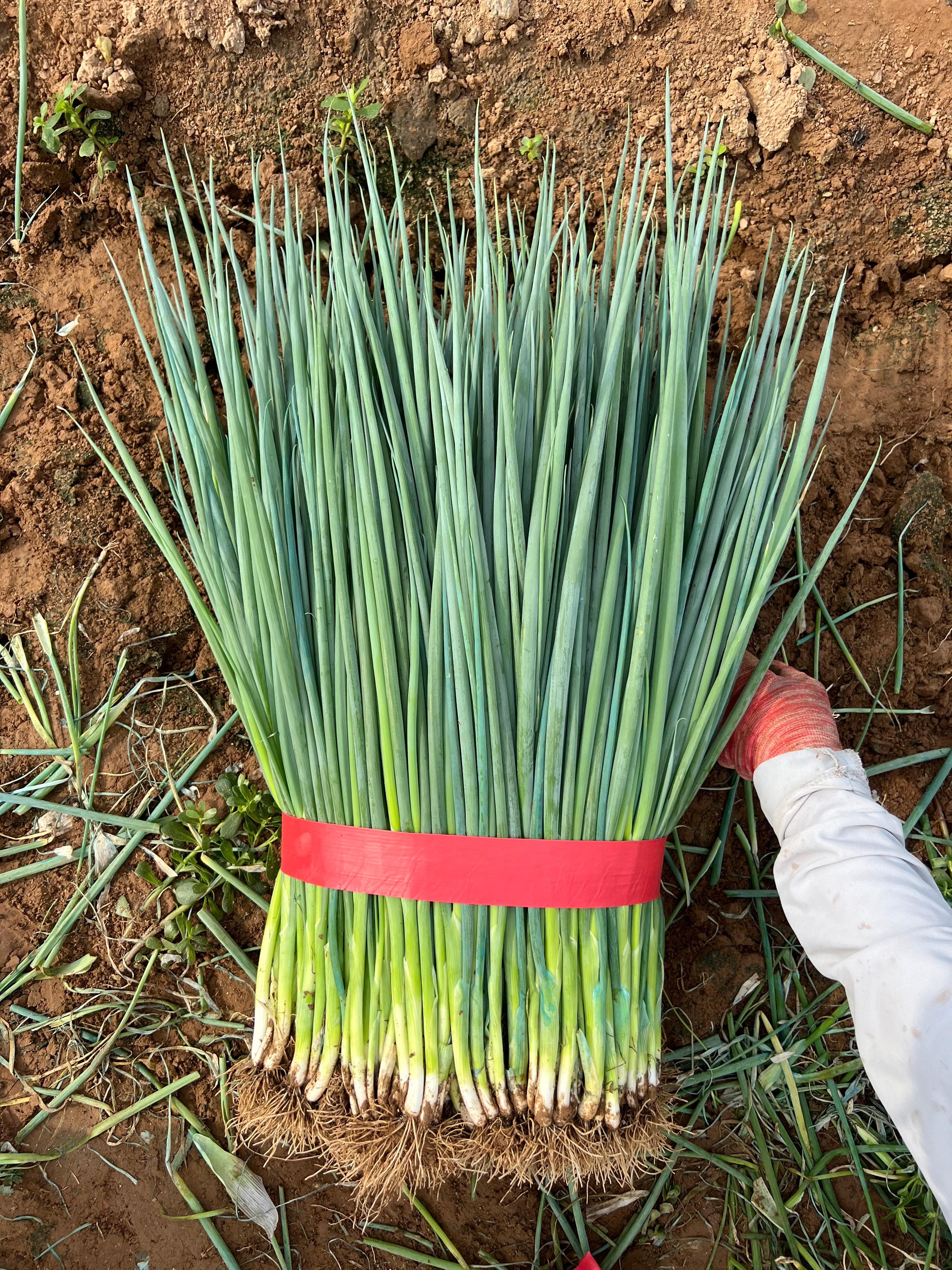 Yudu Xiaomei · Scallion