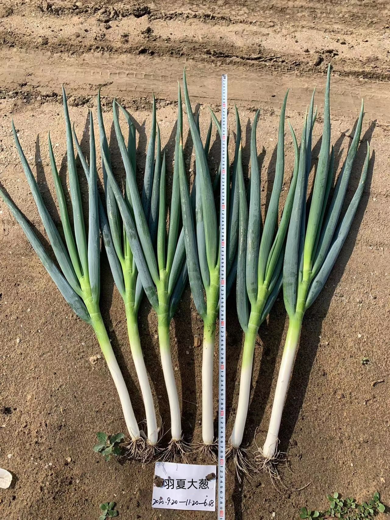 Yuxia · Scallion