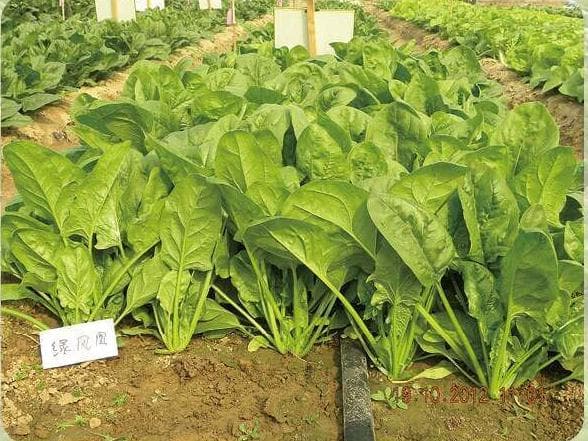 Green Phoenix · Spinach