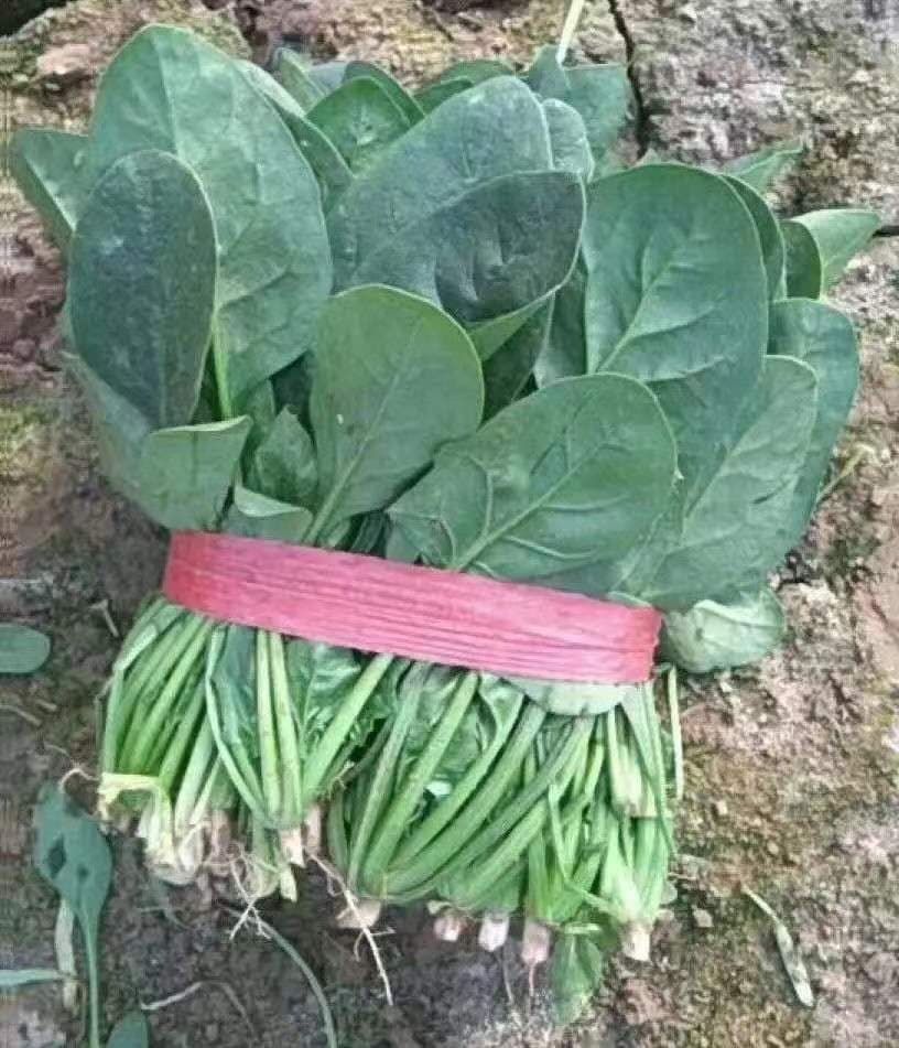 Power Seed Dinglv · Spinach