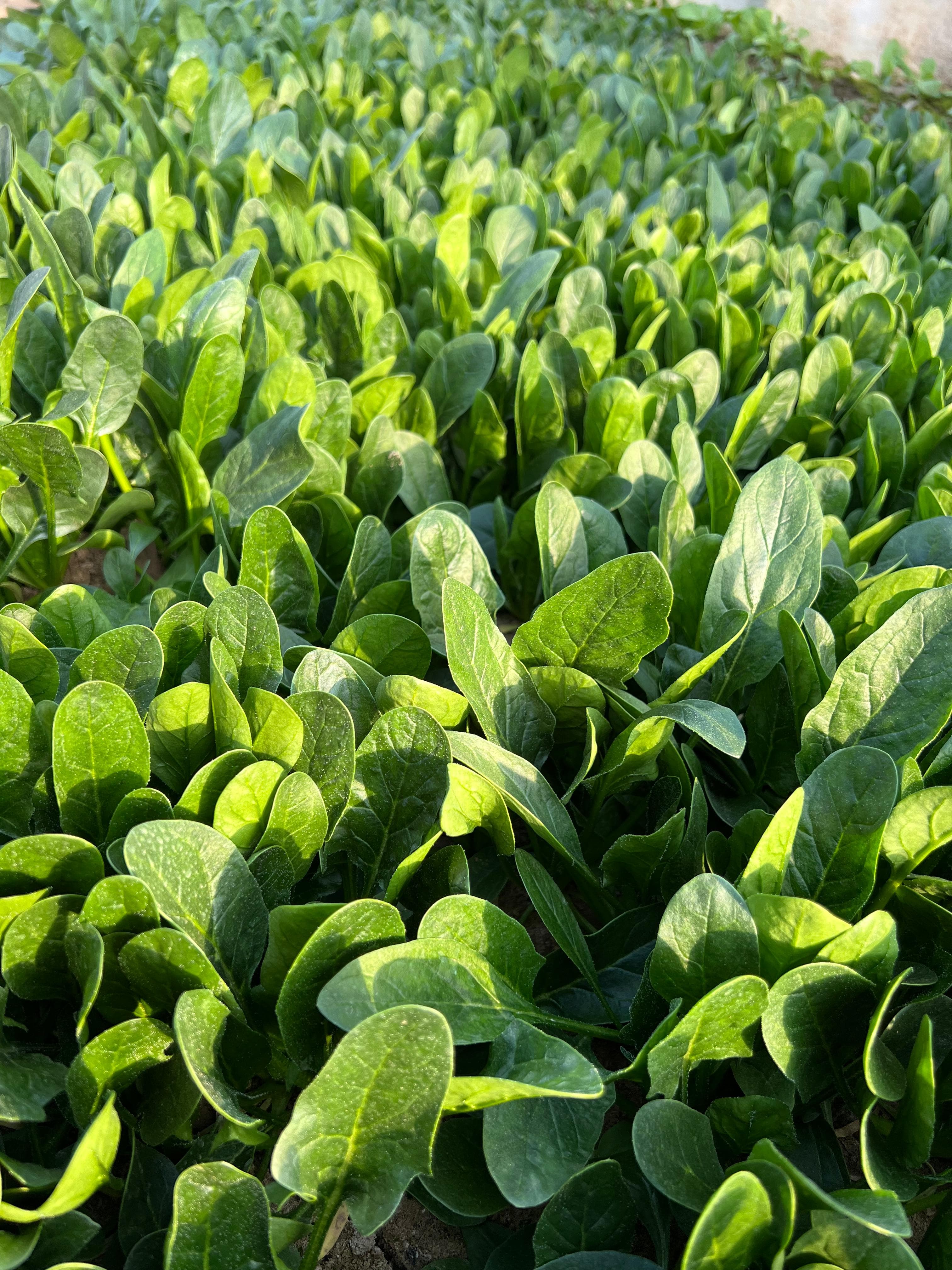 Power Seed Liangmei · Spinach