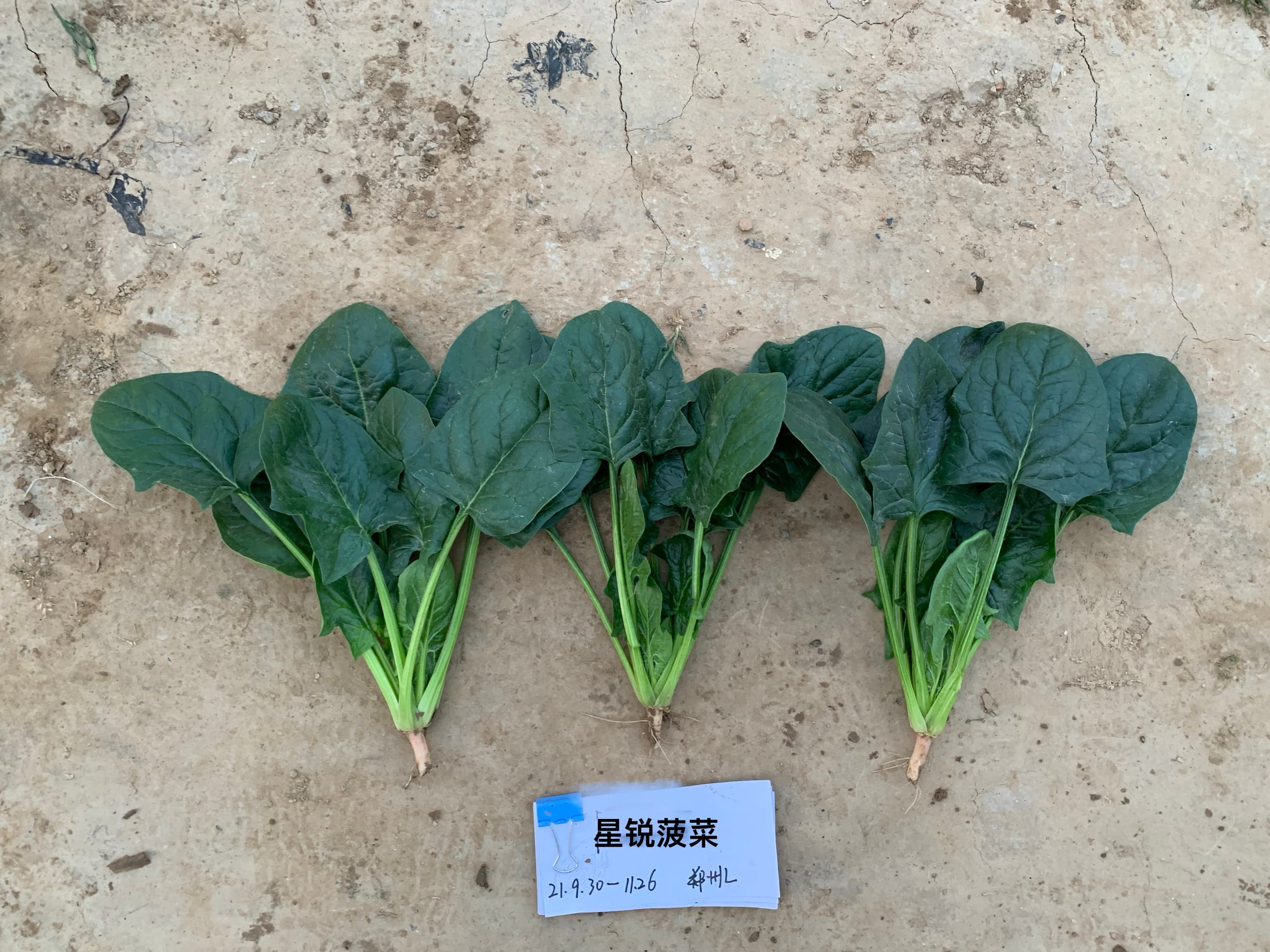 Power Seed Xingrui · Spinach