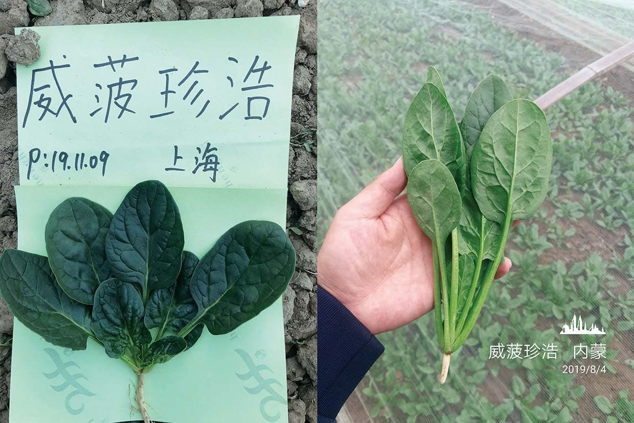 Weibo Zhenhao · Spinach