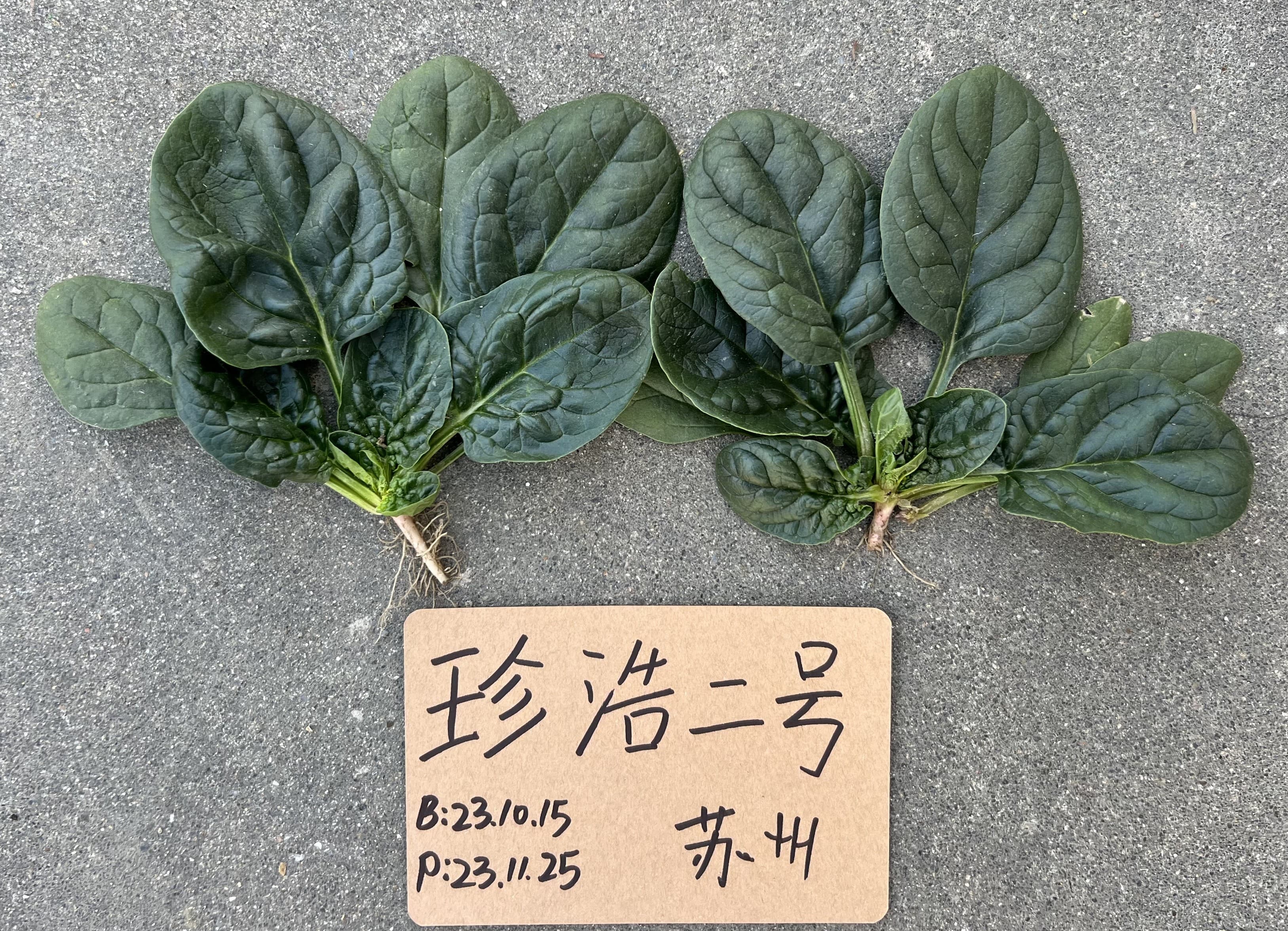 Zhenhao No. 2 · Spinach