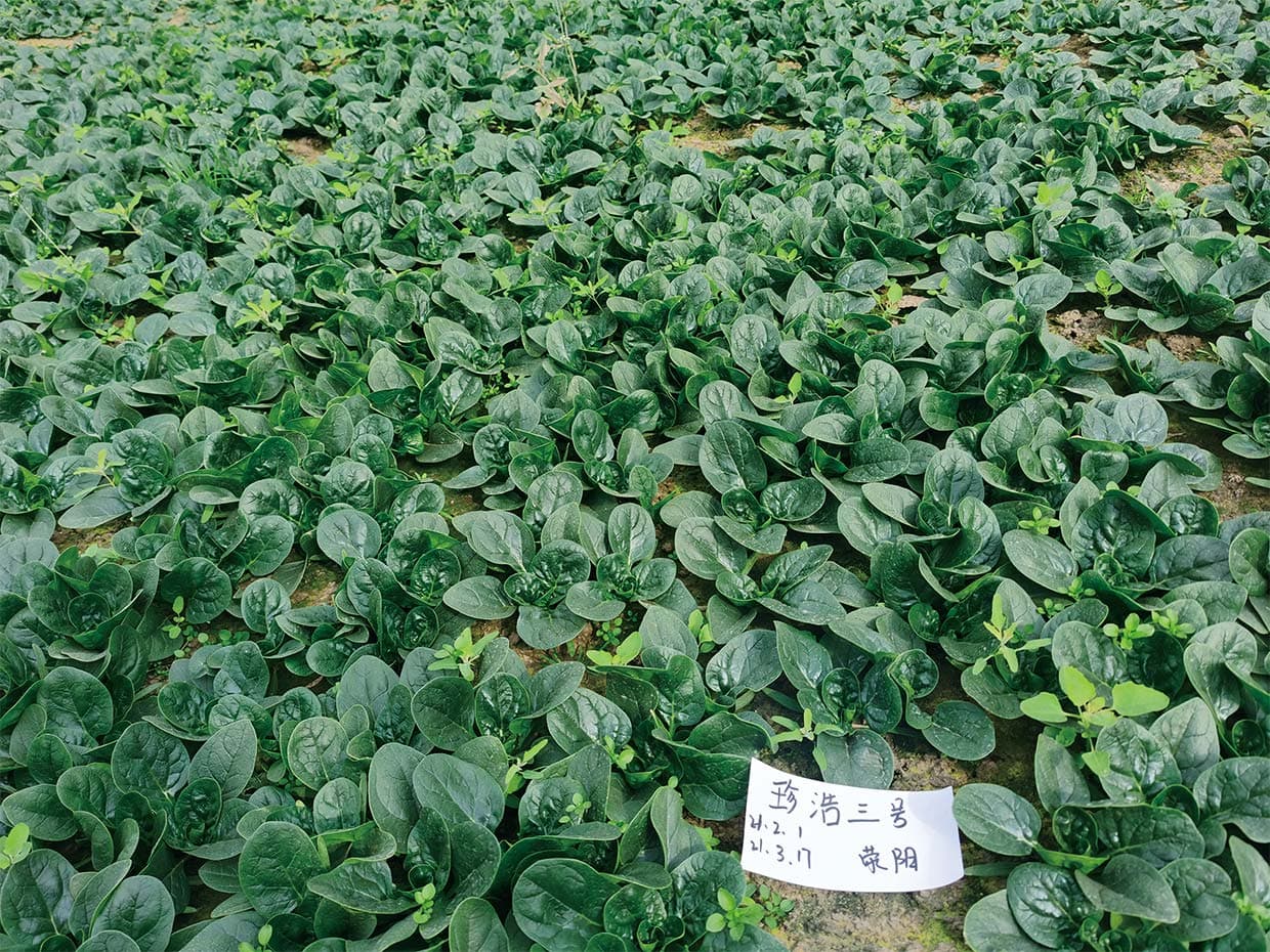 Zhenhao No. 3 · Spinach