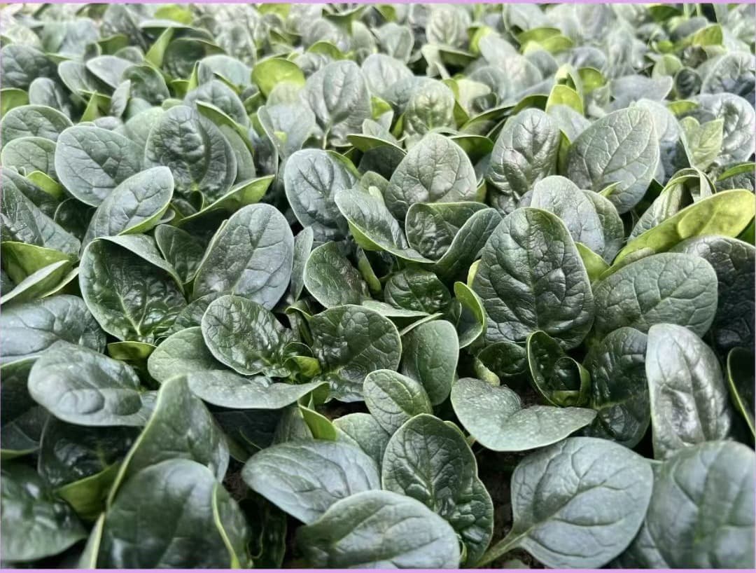 Zhenhao No. 5 · Spinach