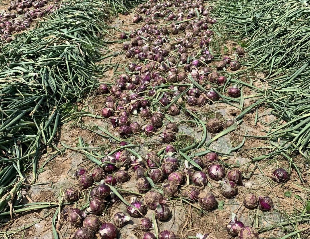 Spring onion management — add 2,000 jin to your yield