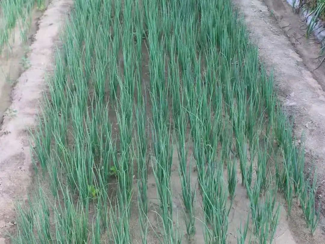 Managing late-bolt scallions for better returns