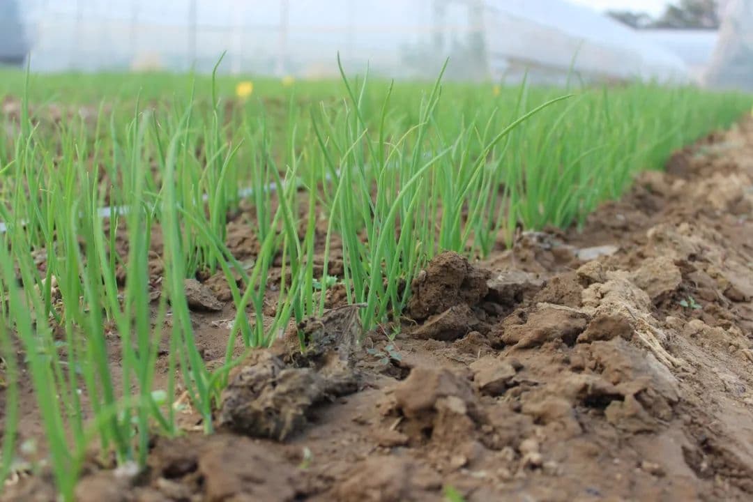 Seven key points for onion seedlings
