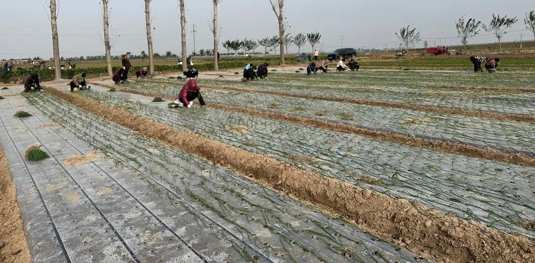How to grow high-yield onions